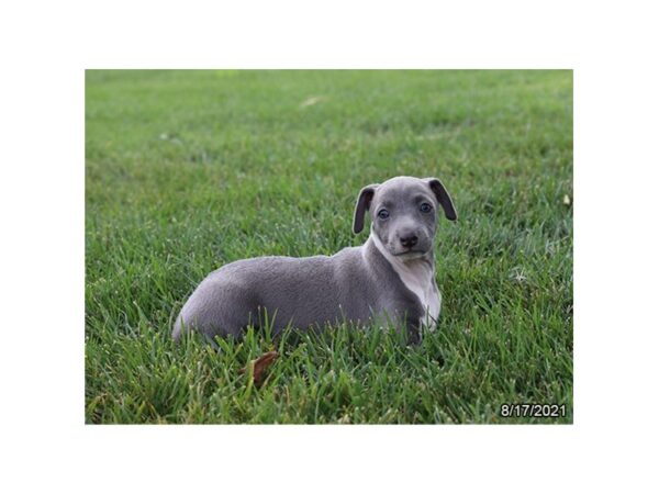 Italian Greyhound-DOG-Female-Blue-25986-Petland Lake St. Louis & Fenton, MO