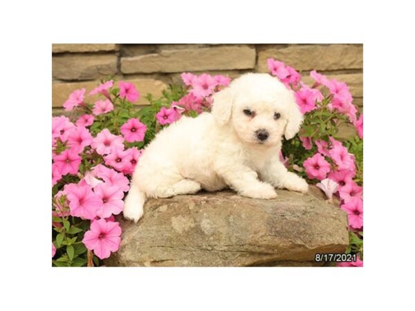 Bichon Frise-DOG-Male-White-25996-Petland Lake St. Louis & Fenton, MO
