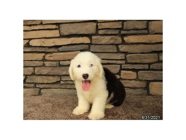 Old English Sheepdog-DOG-Male-Black / White-25997-Petland Lake St. Louis & Fenton, MO