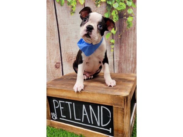 Boston Terrier-DOG-Male-Black / White-25964-Petland Lake St. Louis & Fenton, MO