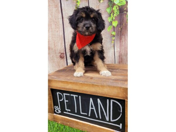 Miniature Aussiedoodle DOG Female Black / Tan 25995 Petland Lake St. Louis & Fenton, MO