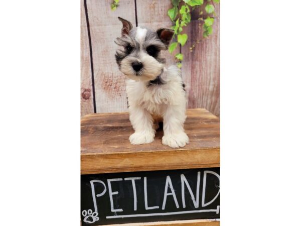 Miniature Schnauzer-DOG-Male-Salt / Pepper-25974-Petland Lake St. Louis & Fenton, MO