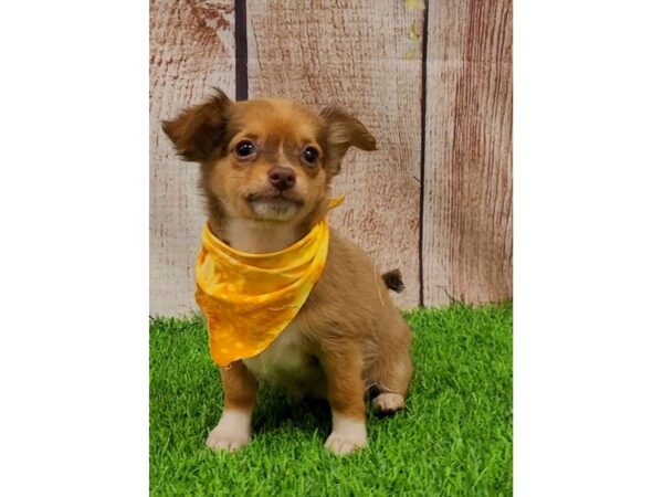 Chihuahua-DOG-Female-Chocolate-25984-Petland Lake St. Louis & Fenton, MO