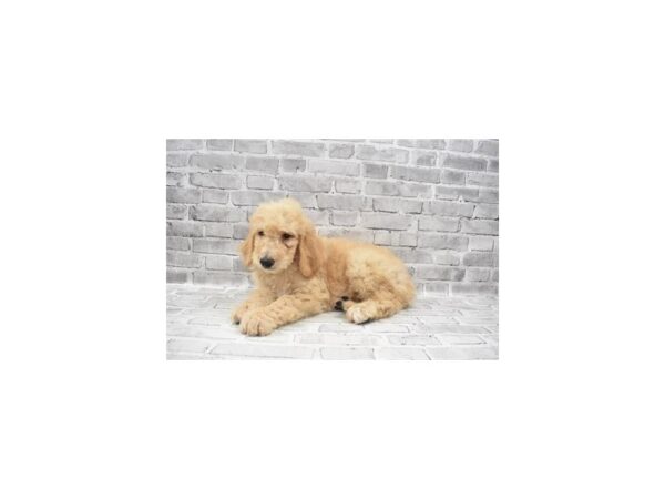 Goldendoodle-DOG-Male-Golden-26004-Petland Lake St. Louis & Fenton, MO