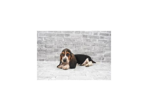 Basset Hound-DOG-Male-Black Brown and White-26002-Petland Lake St. Louis & Fenton, MO