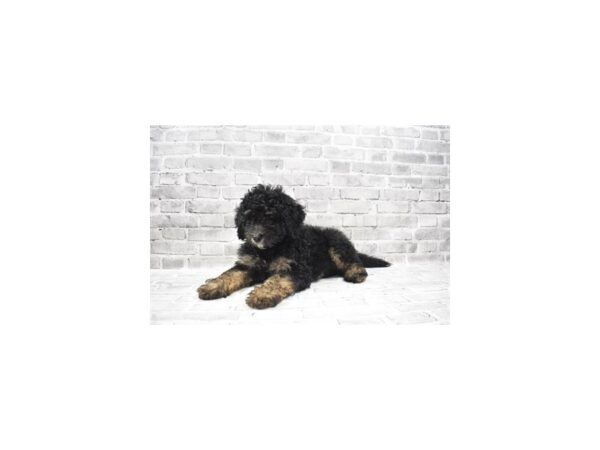 Miniature Aussiedoodle-DOG-Male-Black and Brown-26006-Petland Lake St. Louis & Fenton, MO