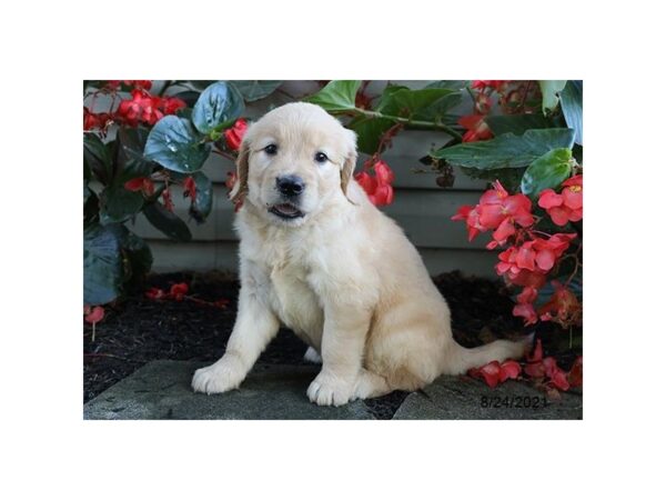 Golden Retriever-DOG-Female-Light Golden-26022-Petland Lake St. Louis & Fenton, MO