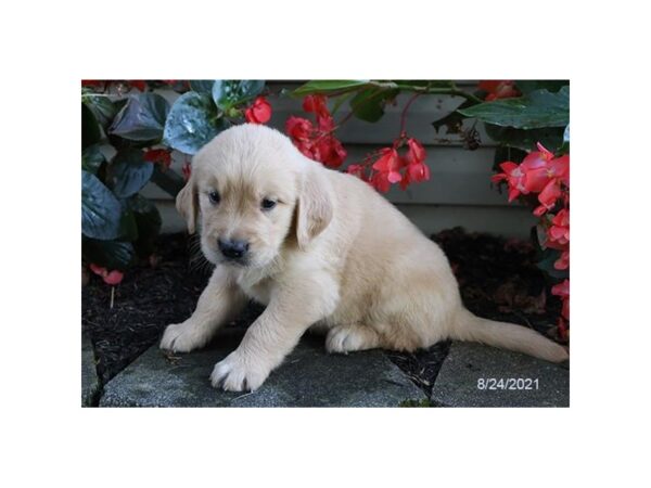 Golden Retriever-DOG-Male-Light Golden-26023-Petland Lake St. Louis & Fenton, MO