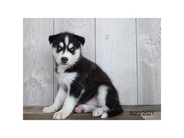 Siberian Husky-DOG-Male-Black / White-26029-Petland Lake St. Louis & Fenton, MO