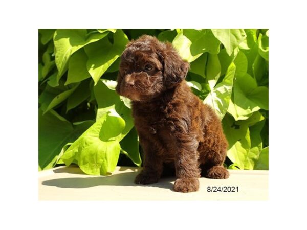 Poodle-DOG-Female-Chocolate-26026-Petland Lake St. Louis & Fenton, MO