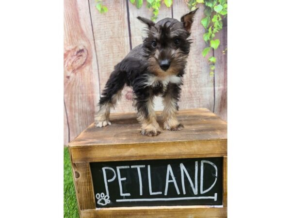 Miniature Schnauzer-DOG-Male-Black-26025-Petland Lake St. Louis & Fenton, MO
