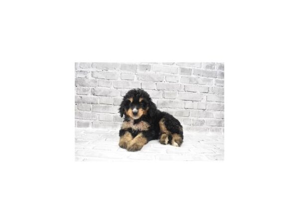 Bernedoodle-DOG-Female-Black and Rust-26045-Petland Lake St. Louis & Fenton, MO