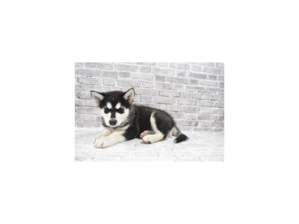 Alaskan Malamute-DOG-Male-Black and White-26041-Petland Lake St. Louis & Fenton, MO