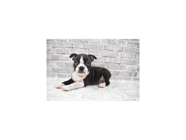 Boston Terrier-DOG-Male-Black Brindle and White-26042-Petland Lake St. Louis & Fenton, MO