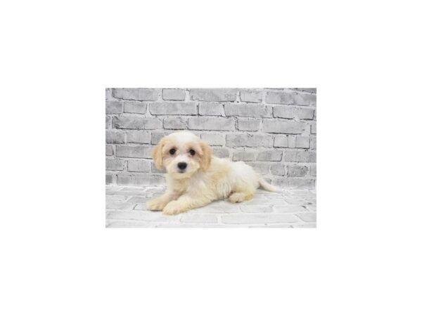 Bichon Poo-DOG-Female-White and Apricot-26046-Petland Lake St. Louis & Fenton, MO