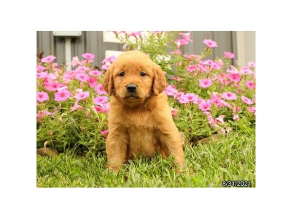 Golden Retriever-DOG-Female-Golden-26060-Petland Lake St. Louis & Fenton, MO