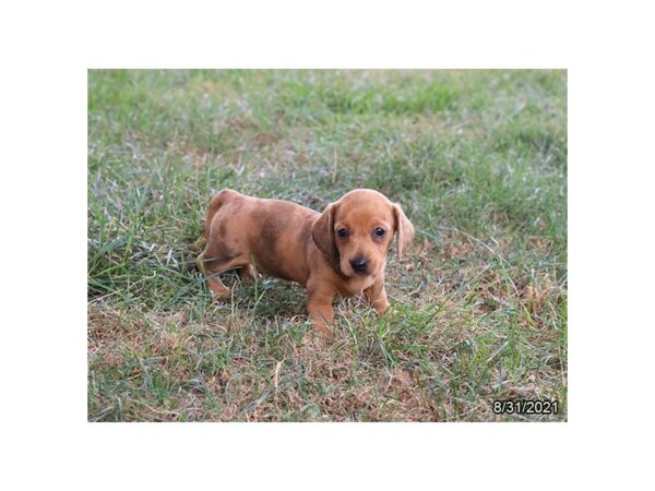 Dachshund-DOG-Female-Red-26058-Petland Lake St. Louis & Fenton, MO