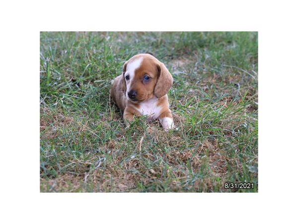 Dachshund-DOG-Female-Red-26059-Petland Lake St. Louis & Fenton, MO