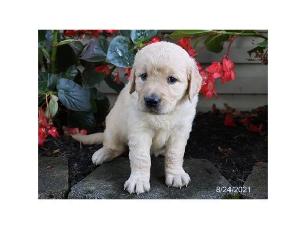 Golden Retriever-DOG-Female-Cream-26068-Petland Lake St. Louis & Fenton, MO