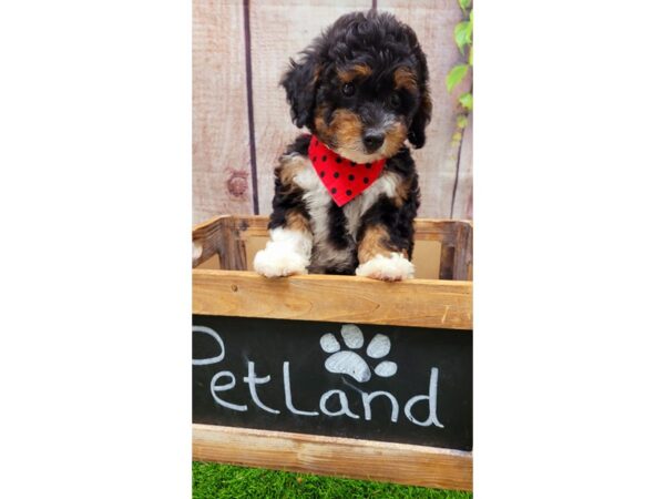 Miniature Bernadoodle-DOG-Female-Tri-Colored-26066-Petland Lake St. Louis & Fenton, MO