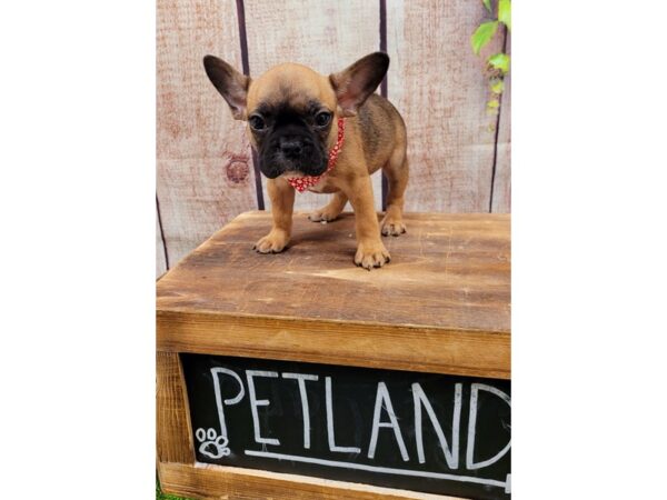 French Bulldog-DOG-Female-Fawn / Black-26047-Petland Lake St. Louis & Fenton, MO