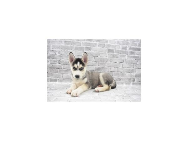 Siberian Husky-DOG-Male-Black and White-26080-Petland Lake St. Louis & Fenton, MO