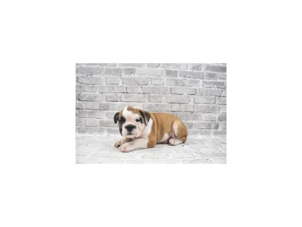 English Bulldog-DOG-Male-Red and White-26076-Petland Lake St. Louis & Fenton, MO