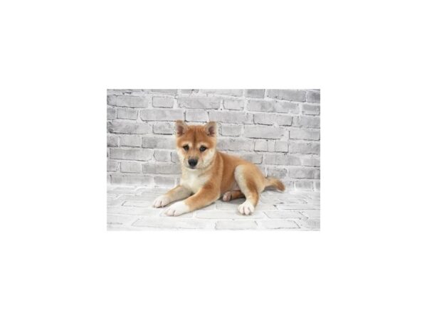 Shiba Inu-DOG-Female-Red-26078-Petland Lake St. Louis & Fenton, MO
