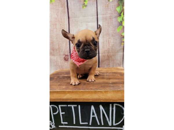 French Bulldog-DOG-Female-Fawn-26083-Petland Lake St. Louis & Fenton, MO