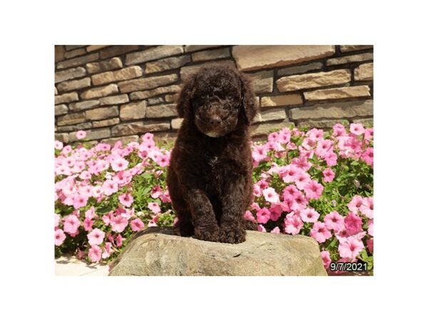 Standard Poodle-DOG-Female-Chocolate-26093-Petland Lake St. Louis & Fenton, MO