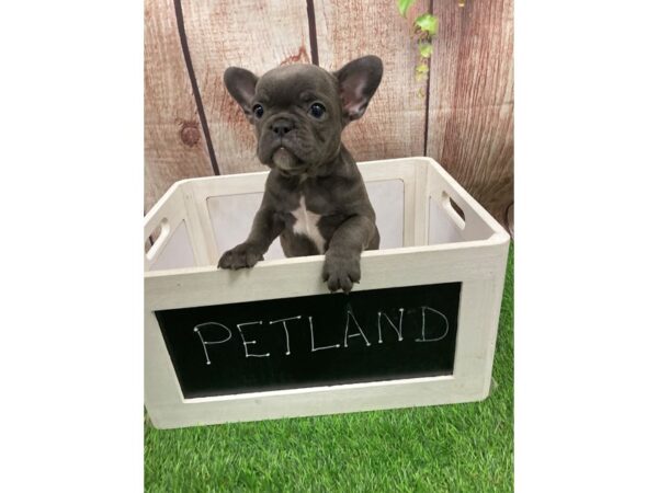 French Bulldog-DOG-Female-Blue-26085-Petland Lake St. Louis & Fenton, MO