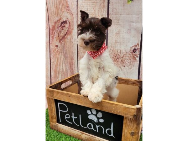 Miniature Schnauzer-DOG-Female-Chocolate / White-26061-Petland Lake St. Louis & Fenton, MO
