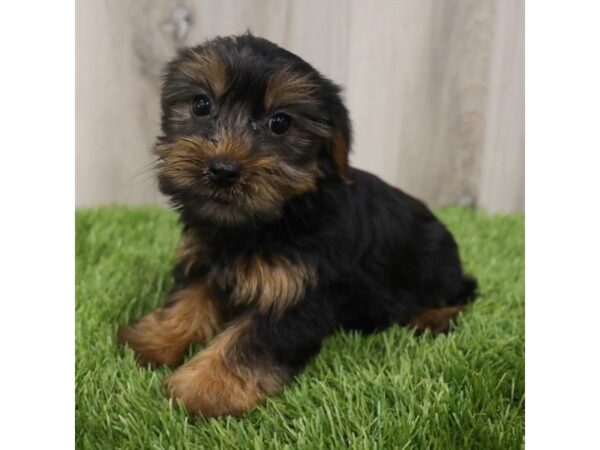 Yorkshire Terrier-DOG-Female-Black / Tan-26102-Petland Lake St. Louis & Fenton, MO