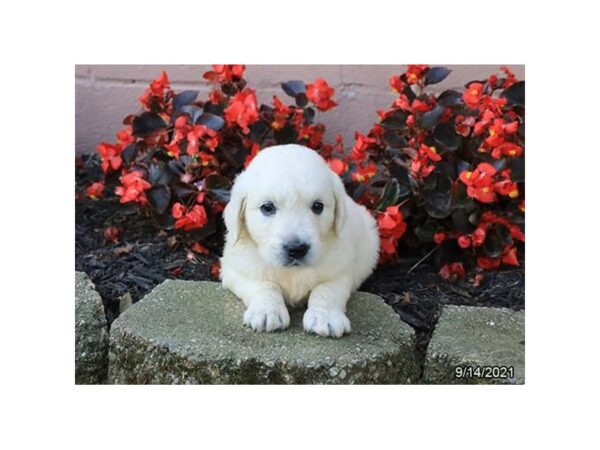 Golden Retriever-DOG-Female-Cream-26111-Petland Lake St. Louis & Fenton, MO