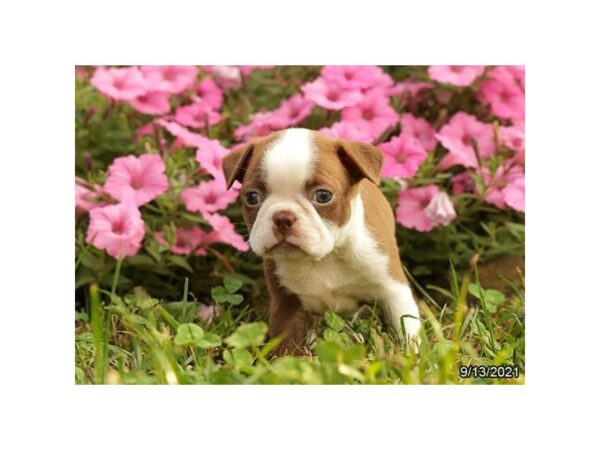 Boston Terrier-DOG-Male-Red / White-26115-Petland Lake St. Louis & Fenton, MO