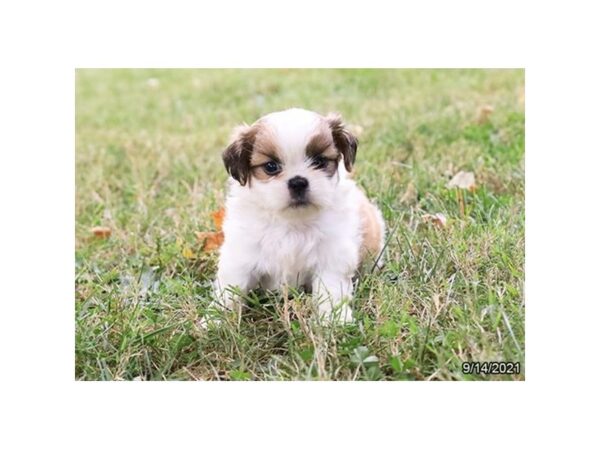 Shih Tzu-DOG-Female-Sable / White-26117-Petland Lake St. Louis & Fenton, MO