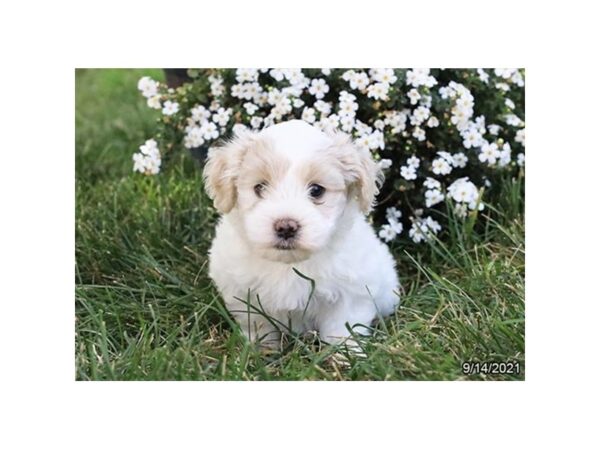 Coton De Tulear-DOG-Male-White-26118-Petland Lake St. Louis & Fenton, MO