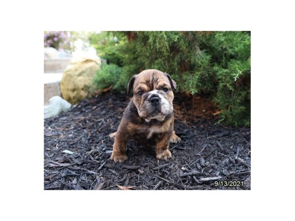 English Bulldog-DOG-Female-Brindle-26116-Petland Lake St. Louis & Fenton, MO