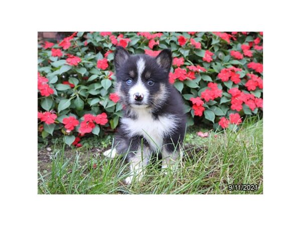 Pomsky-DOG-Male-Black / White-26124-Petland Lake St. Louis & Fenton, MO