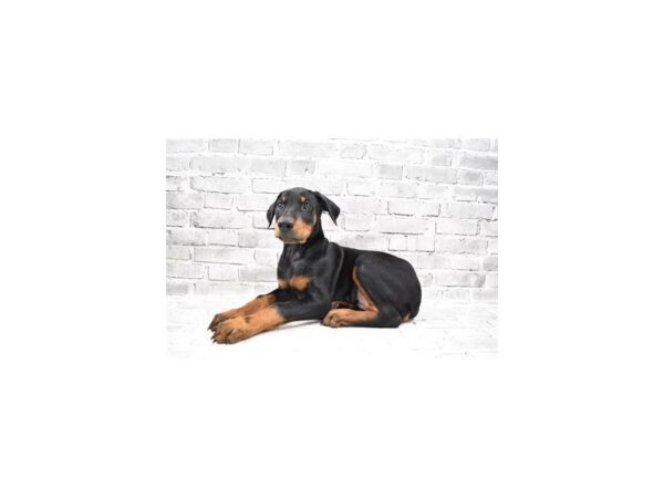 Doberman Pinscher-DOG-Male-Black and Rust-26127-Petland Lake St. Louis & Fenton, MO