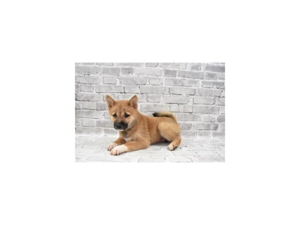 Shiba Inu-DOG-Female-Red-26128-Petland Lake St. Louis & Fenton, MO