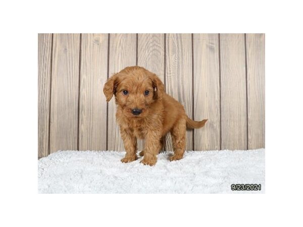 Miniature Goldendoodle-DOG-Male-Apricot-26151-Petland Lake St. Louis & Fenton, MO