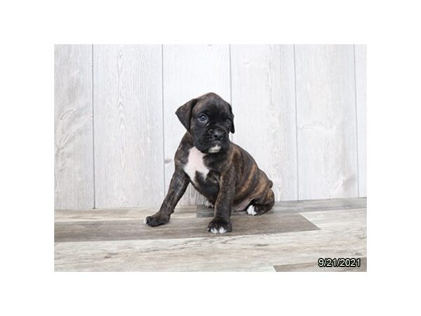 Boxer-DOG-Male-Brindle-26145-Petland Lake St. Louis & Fenton, MO