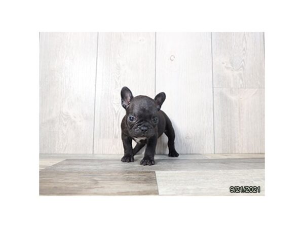 French Bulldog DOG Male Black 26146 Petland Lake St. Louis & Fenton, MO