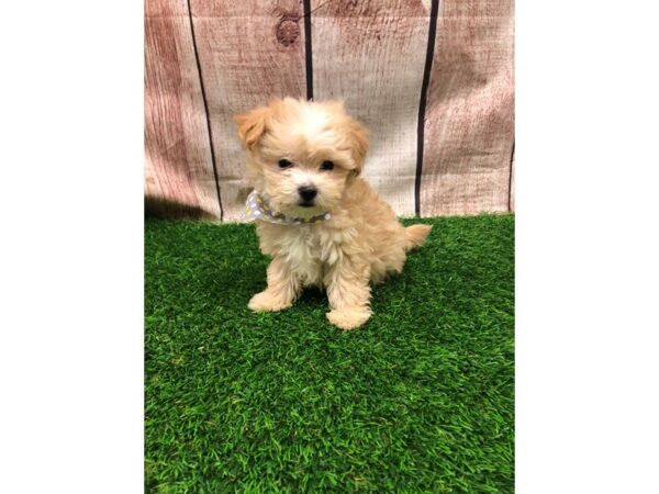 Morkie-DOG-Male-Gold-26135-Petland Lake St. Louis & Fenton, MO