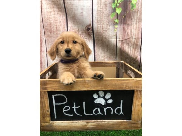 Golden Retriever-DOG-Female-Golden-26141-Petland Lake St. Louis & Fenton, MO