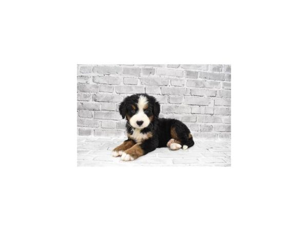 Bernese Mountain Dog-DOG-Female-Black Rust and White-26159-Petland Lake St. Louis & Fenton, MO
