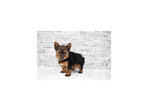 Yorkshire Terrier-DOG-Male-Black and Gold-26155-Petland Lake St. Louis & Fenton, MO