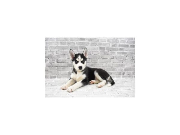 Siberian Husky-DOG-Female-Black and White-26154-Petland Lake St. Louis & Fenton, MO