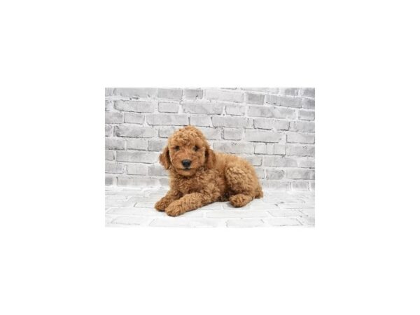 Miniature Goldendoodle-DOG-Female-Red-26160-Petland Lake St. Louis & Fenton, MO